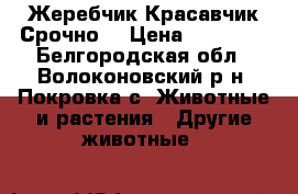 Жеребчик Красавчик Срочно  › Цена ­ 30 000 - Белгородская обл., Волоконовский р-н, Покровка с. Животные и растения » Другие животные   